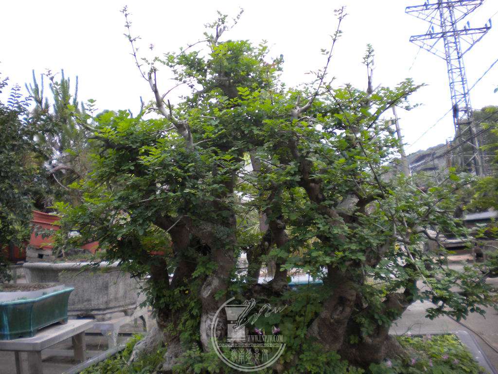 DSCN9106.JPG