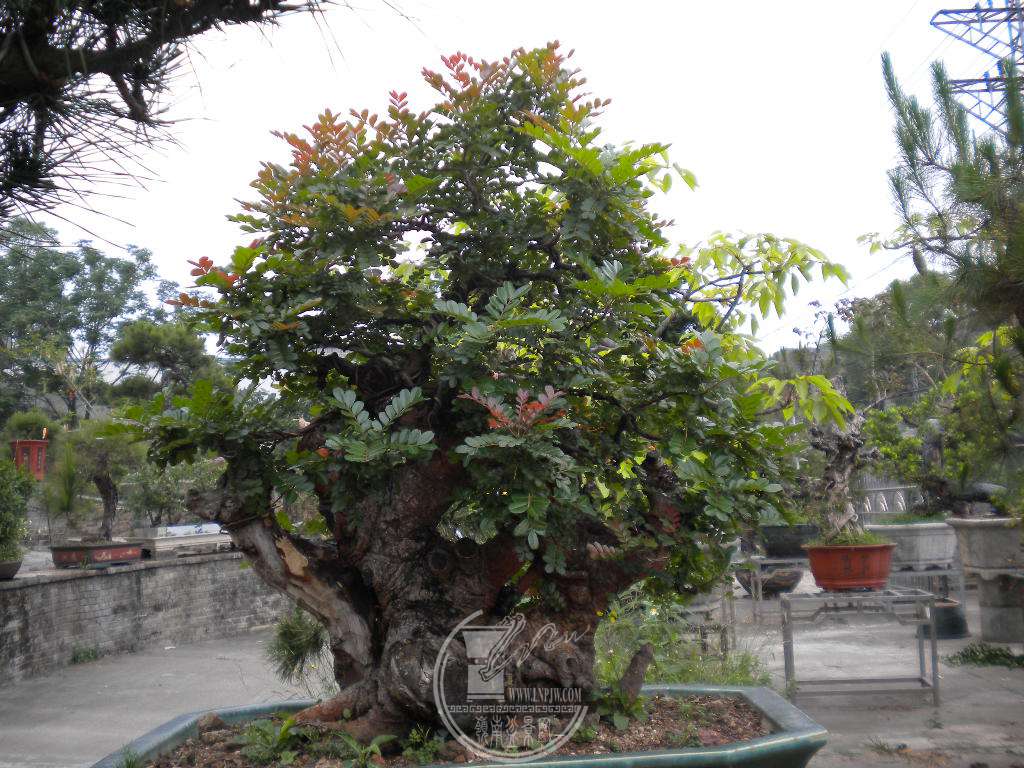 DSCN9107.JPG