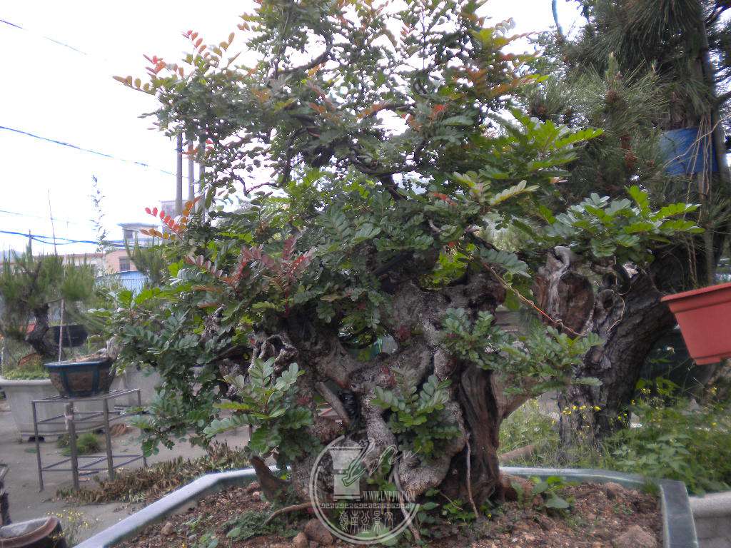 DSCN9108.JPG