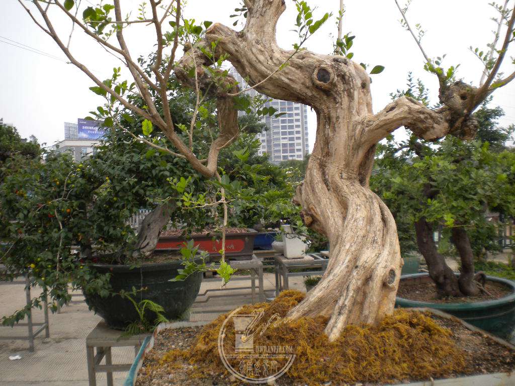DSCN9065.JPG