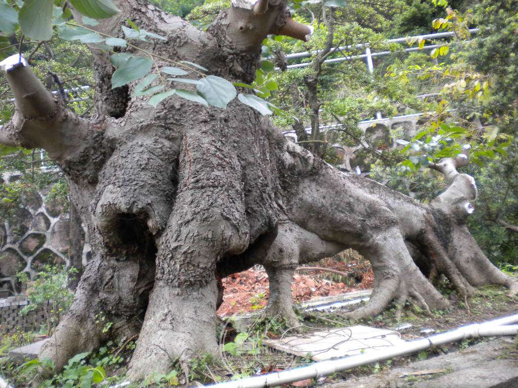 DSCN9120.JPG