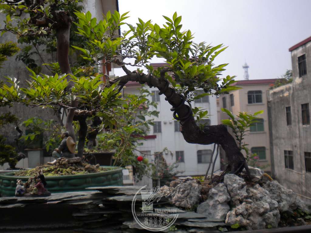 DSCN8992.JPG