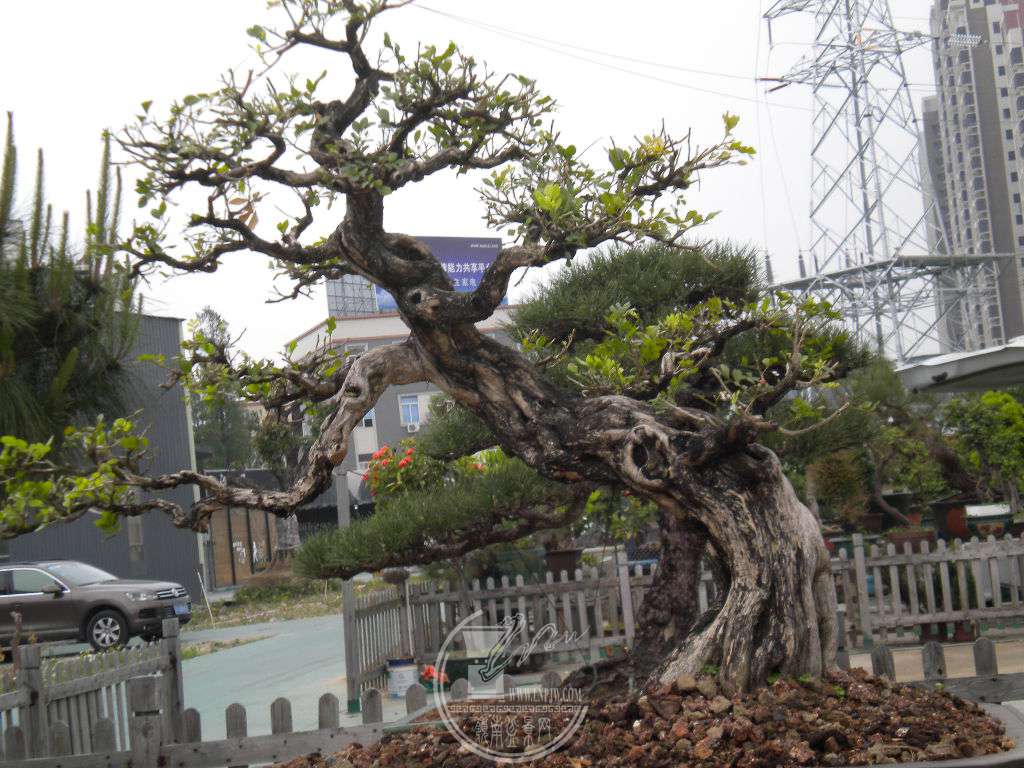 DSCN9043.JPG