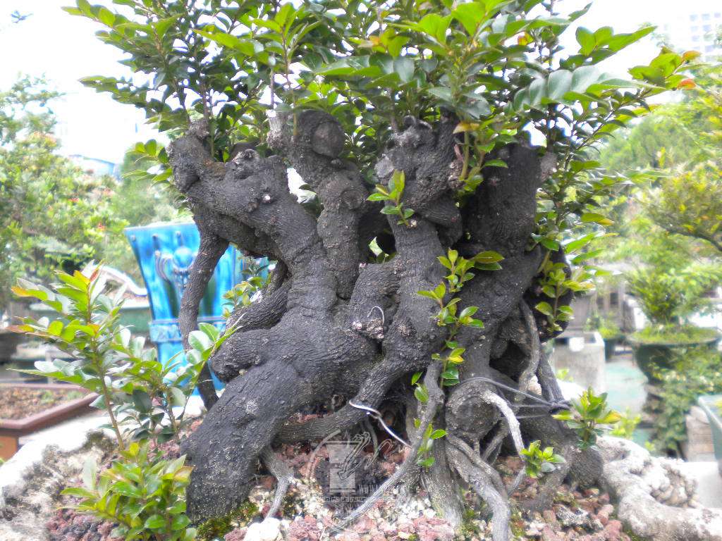 DSCN9087.JPG