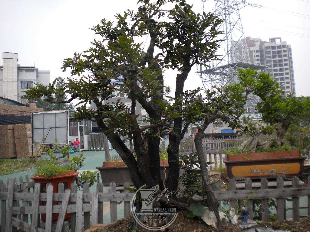 DSCN9062.JPG