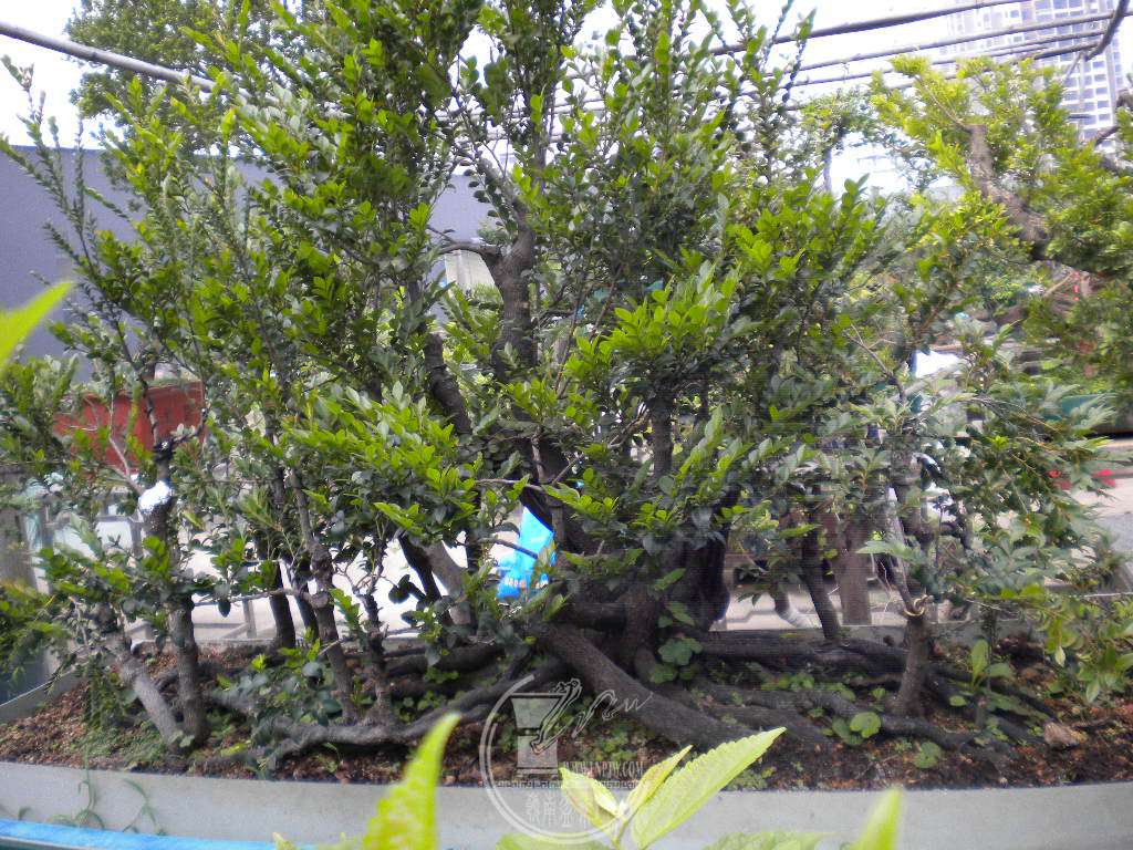 DSCN9084.JPG