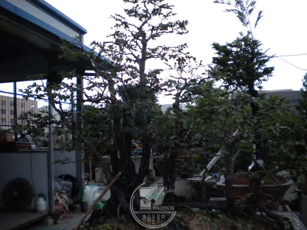 DSCN9175.JPG
