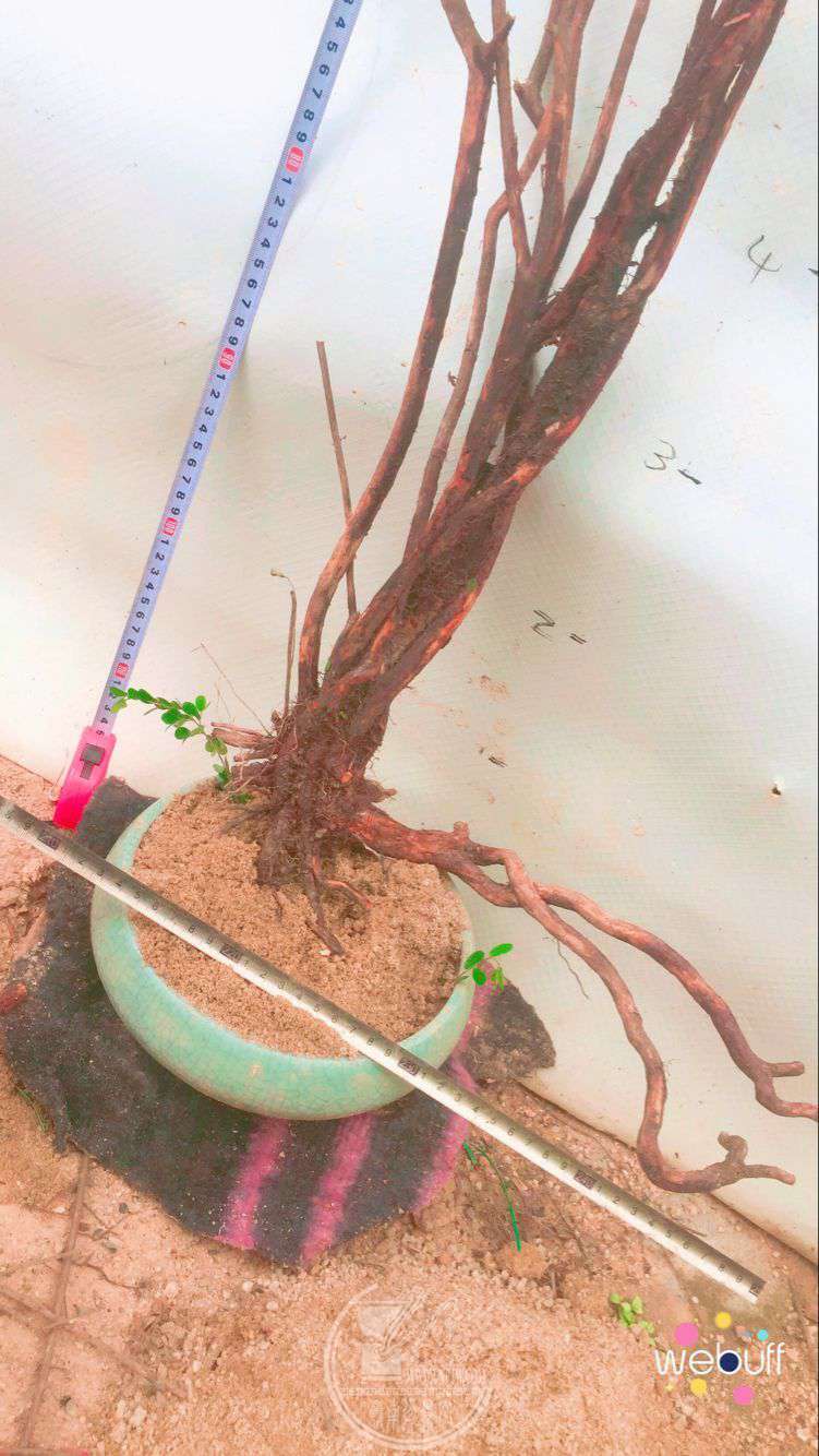 QQͼƬ20180506090745.jpg