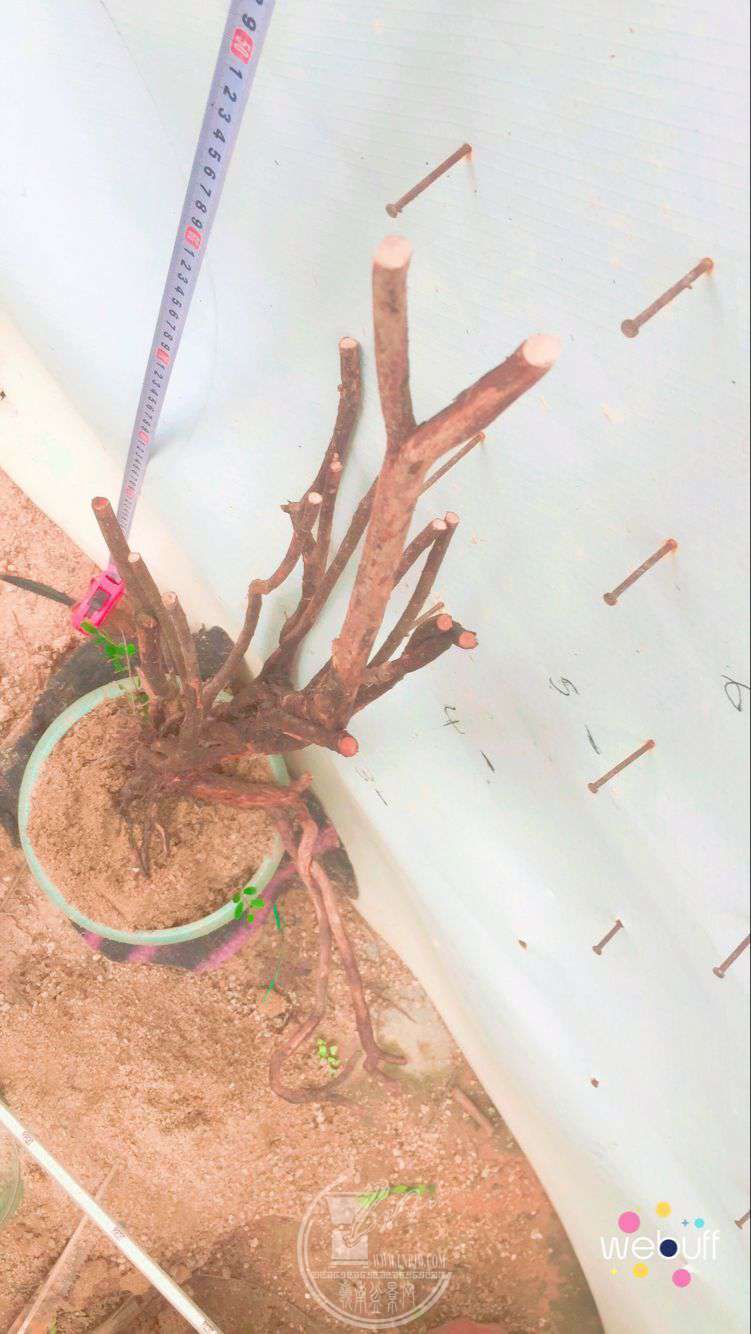 QQͼƬ20180506090757.jpg