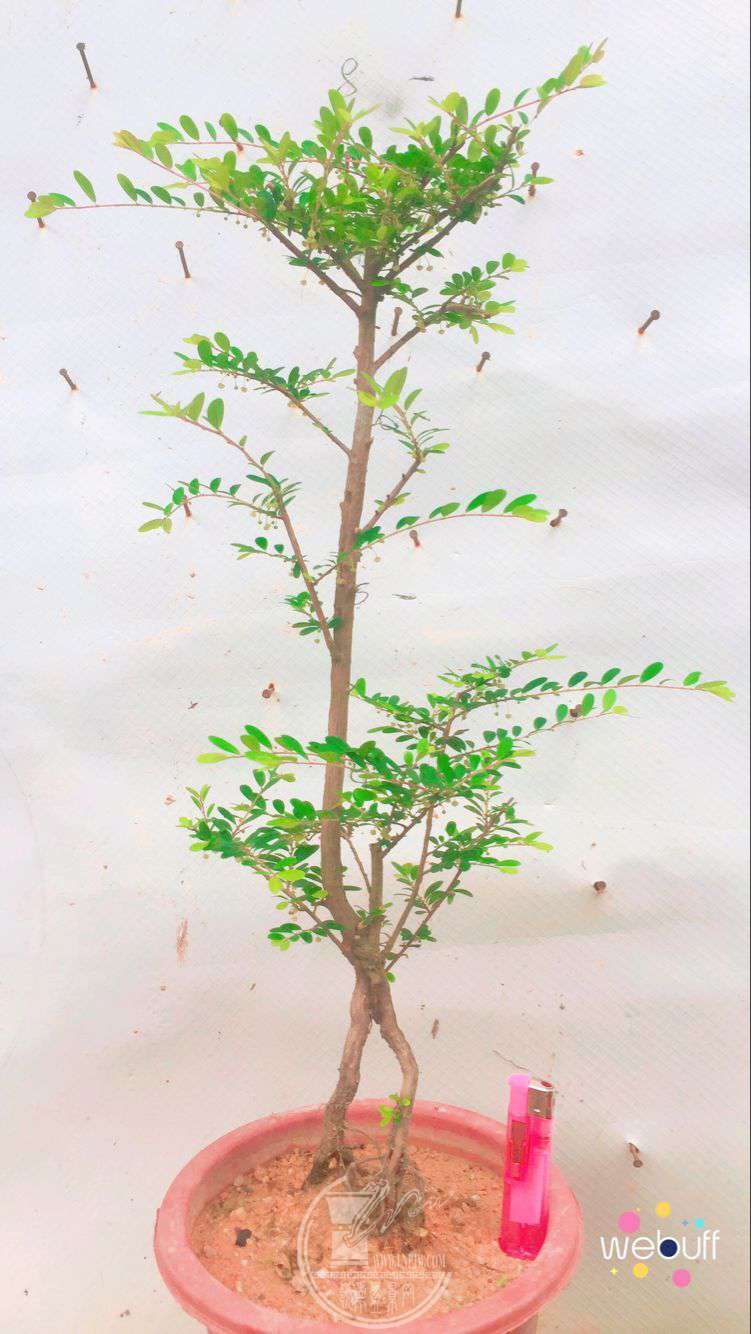QQͼƬ20180506091754.jpg