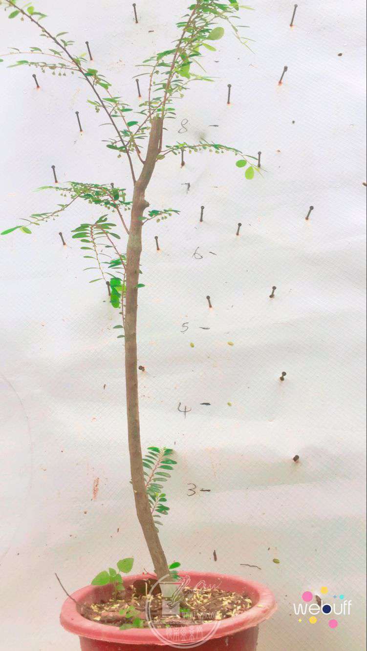 QQͼƬ20180506092306.jpg