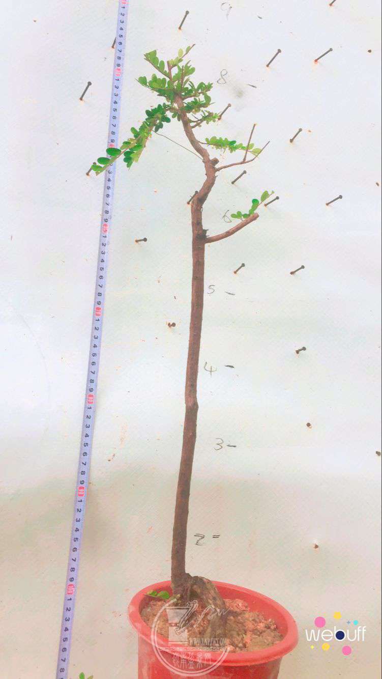 QQͼƬ20180506093224.jpg