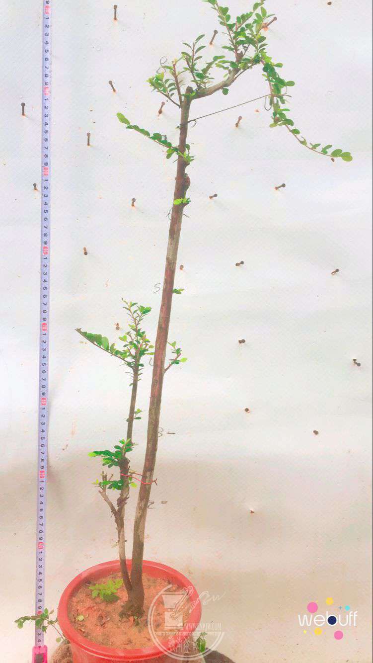 QQͼƬ20180506093441.jpg