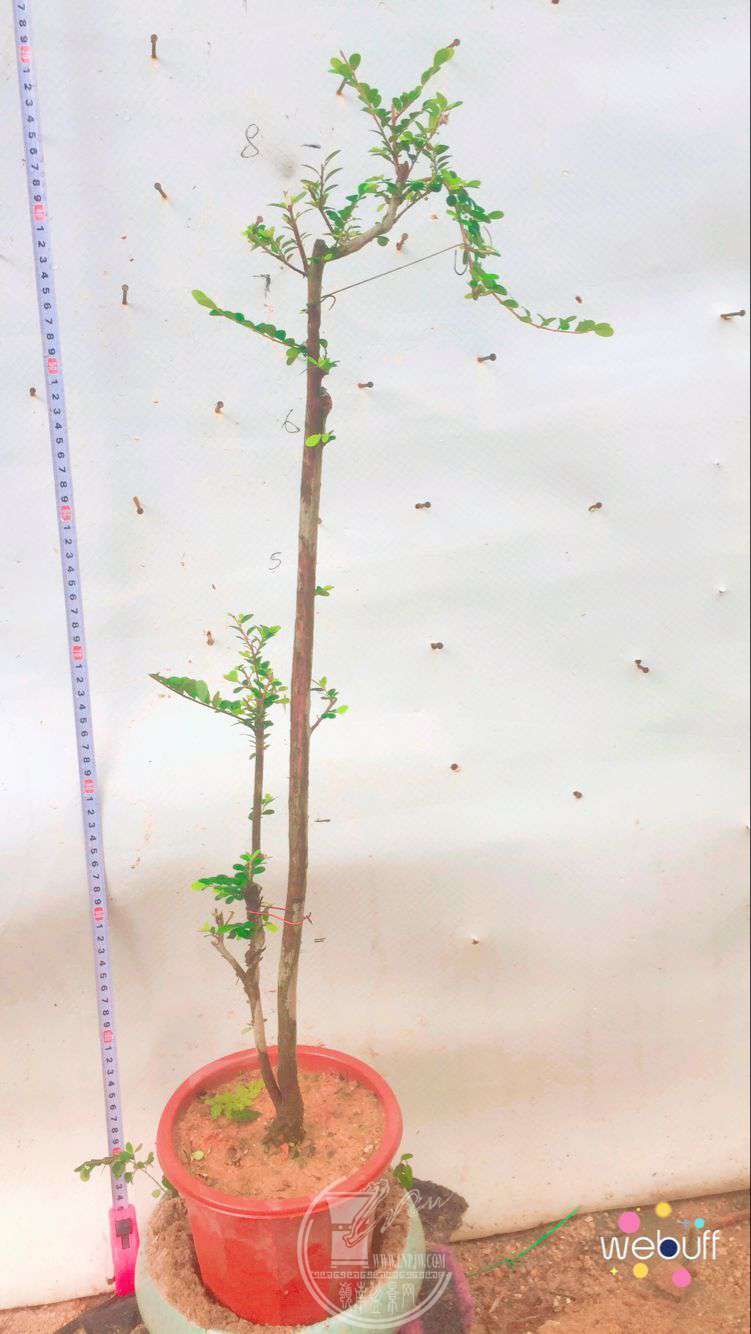 QQͼƬ20180506093448.jpg