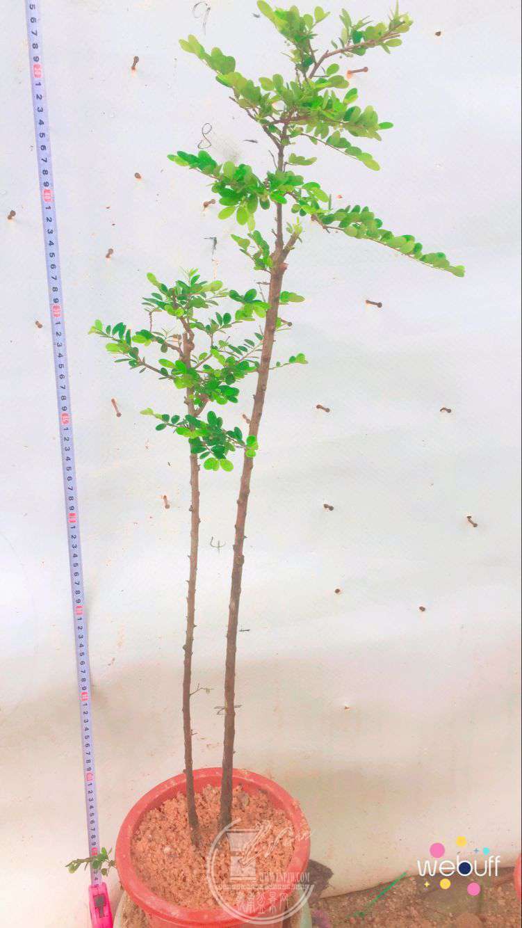 QQͼƬ20180506093924.jpg