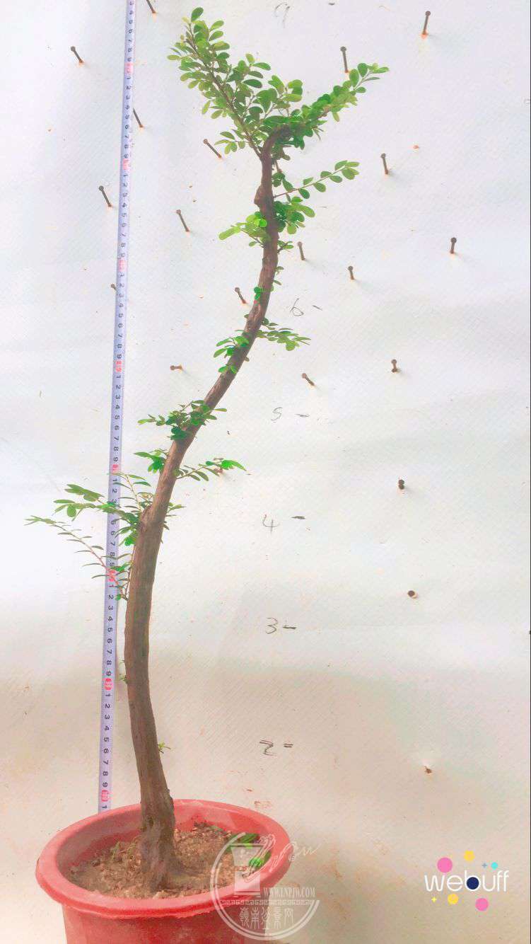QQͼƬ20180506094111.jpg