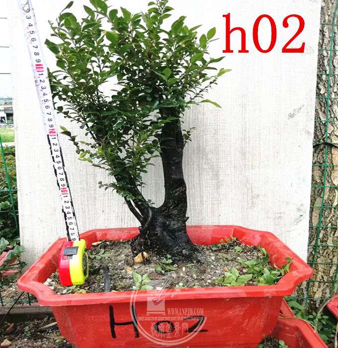 h02.jpg