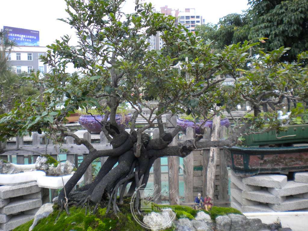 DSCN9161.JPG