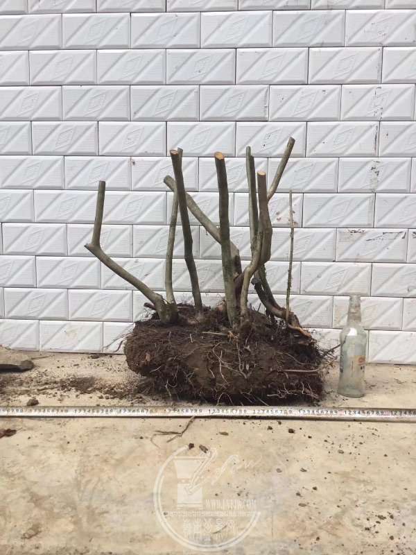 939255