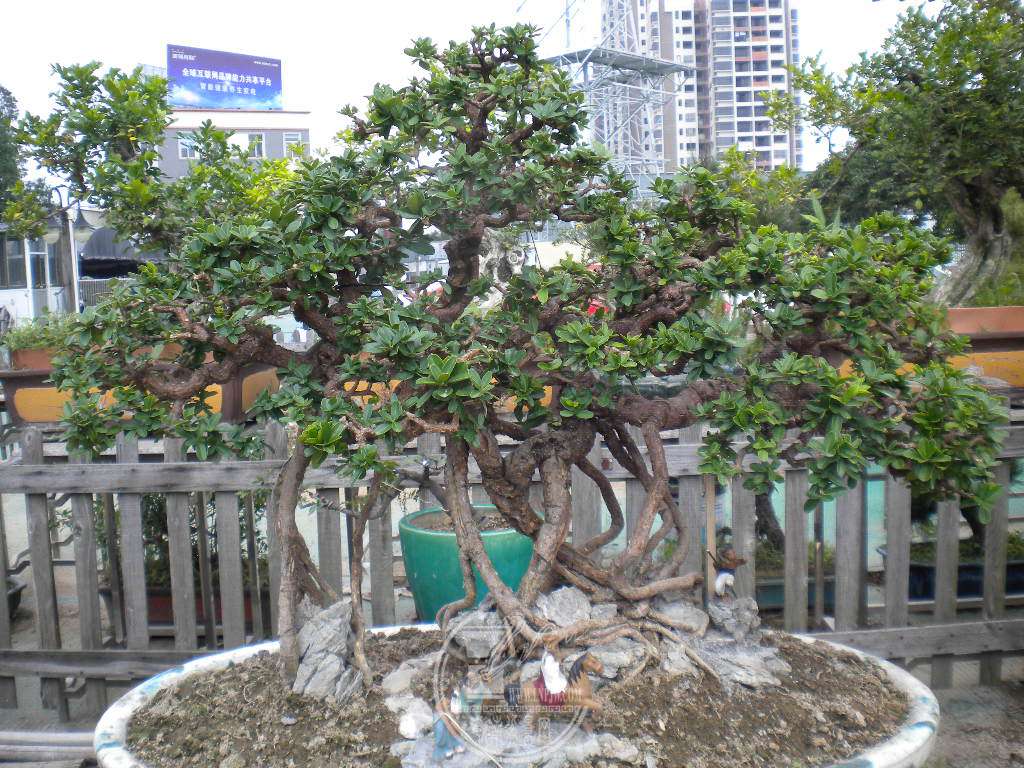 DSCN9166.JPG