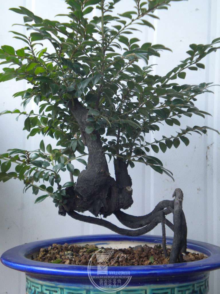 DSCN9224.JPG