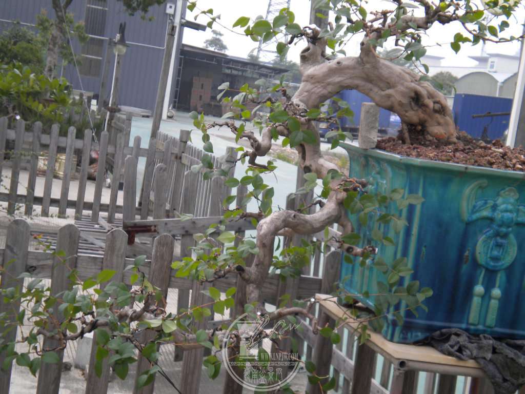 DSCN9064.JPG