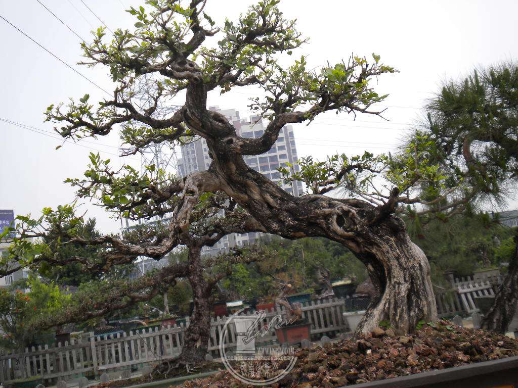 DSCN9071.JPG
