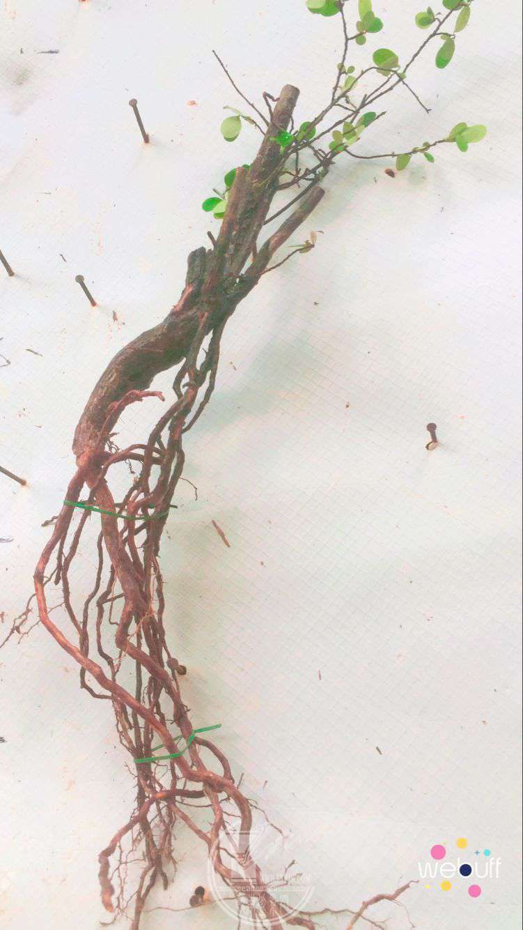 QQͼƬ20180515210600.jpg