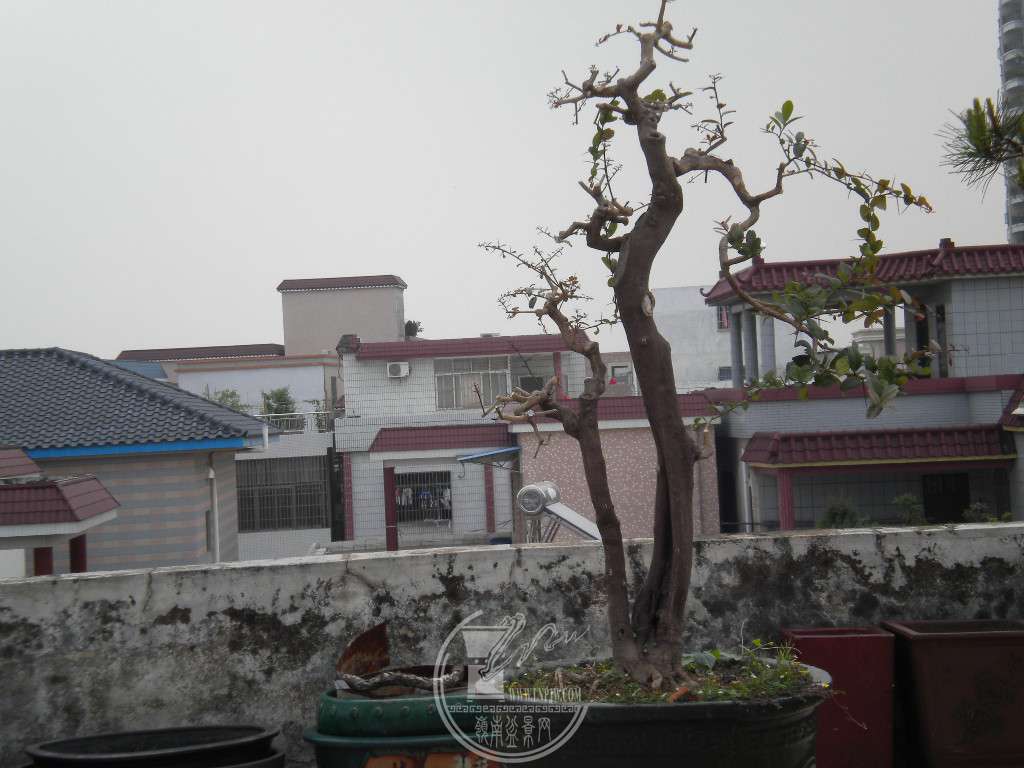 DSCN9006.JPG