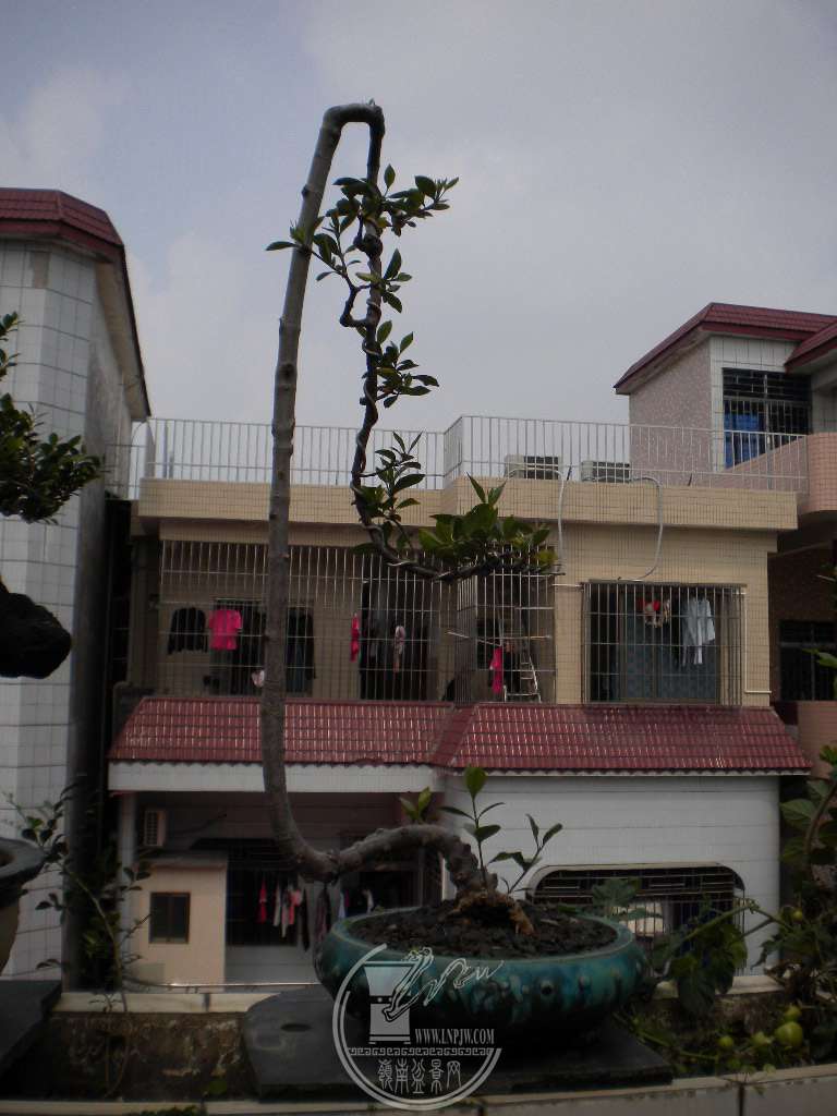 DSCN8985.JPG