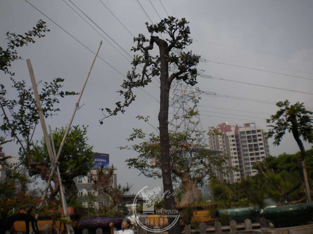 DSCN8964.JPG