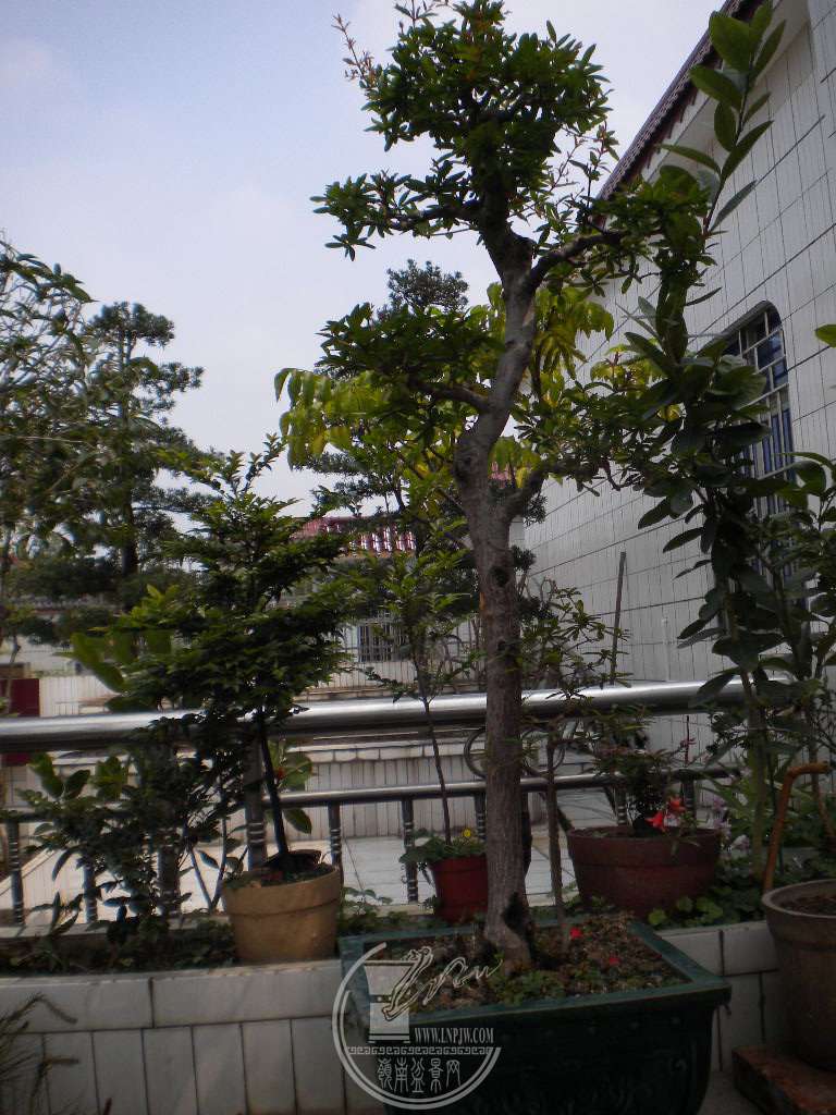 DSCN9000.JPG