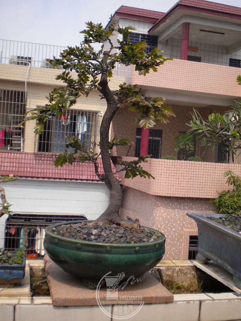 DSCN8995.JPG