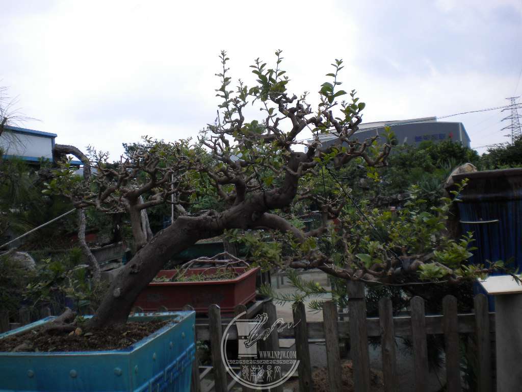 DSCN9221.JPG