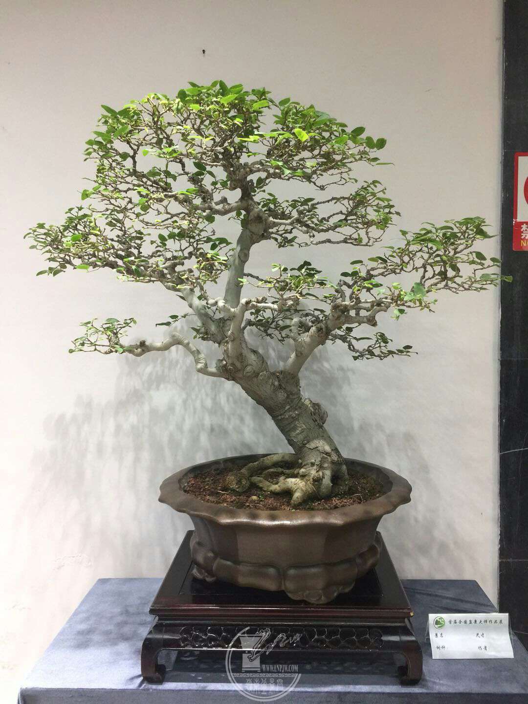 mmexport1527252583679.jpg