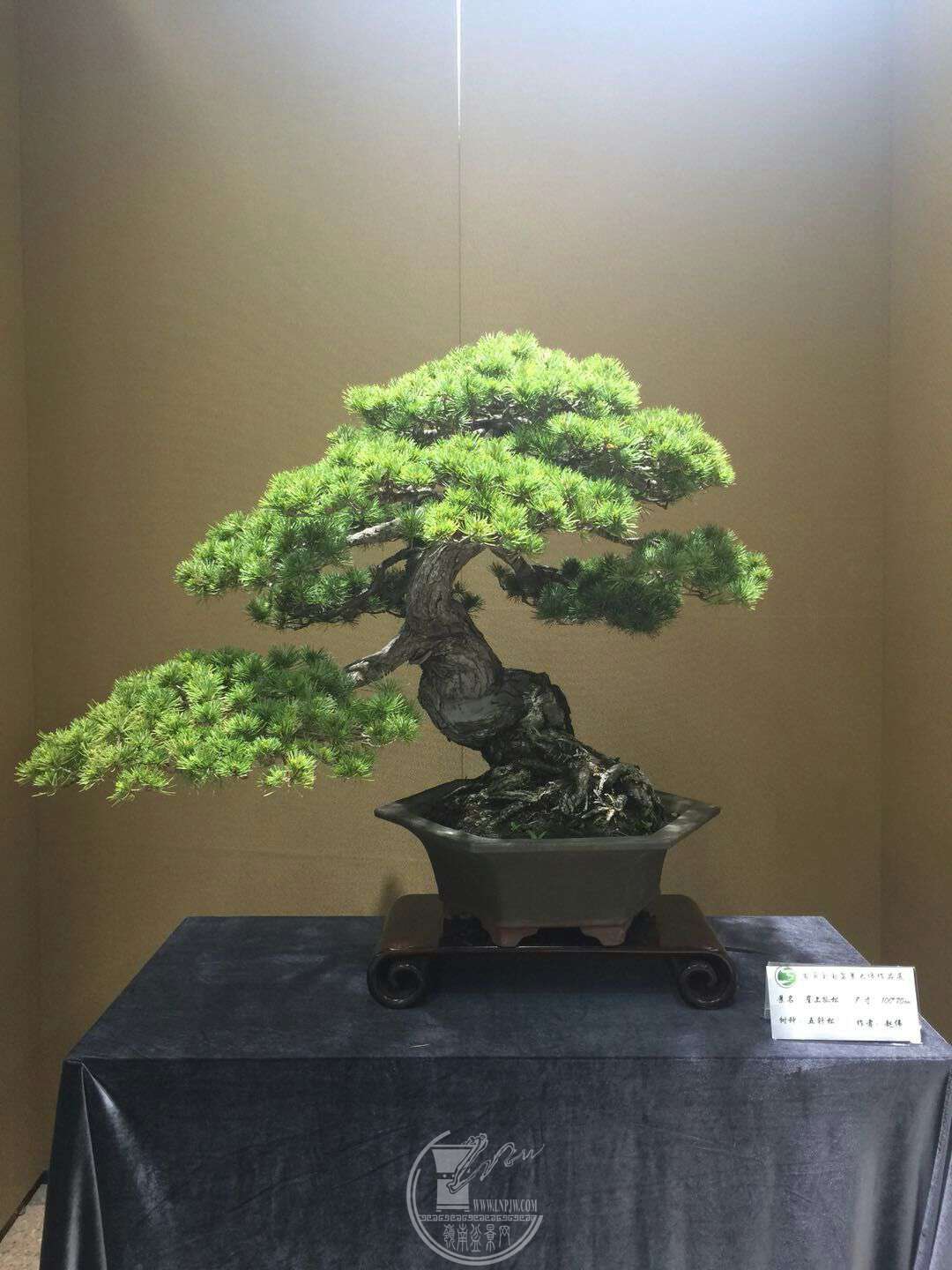mmexport1527252365599.jpg