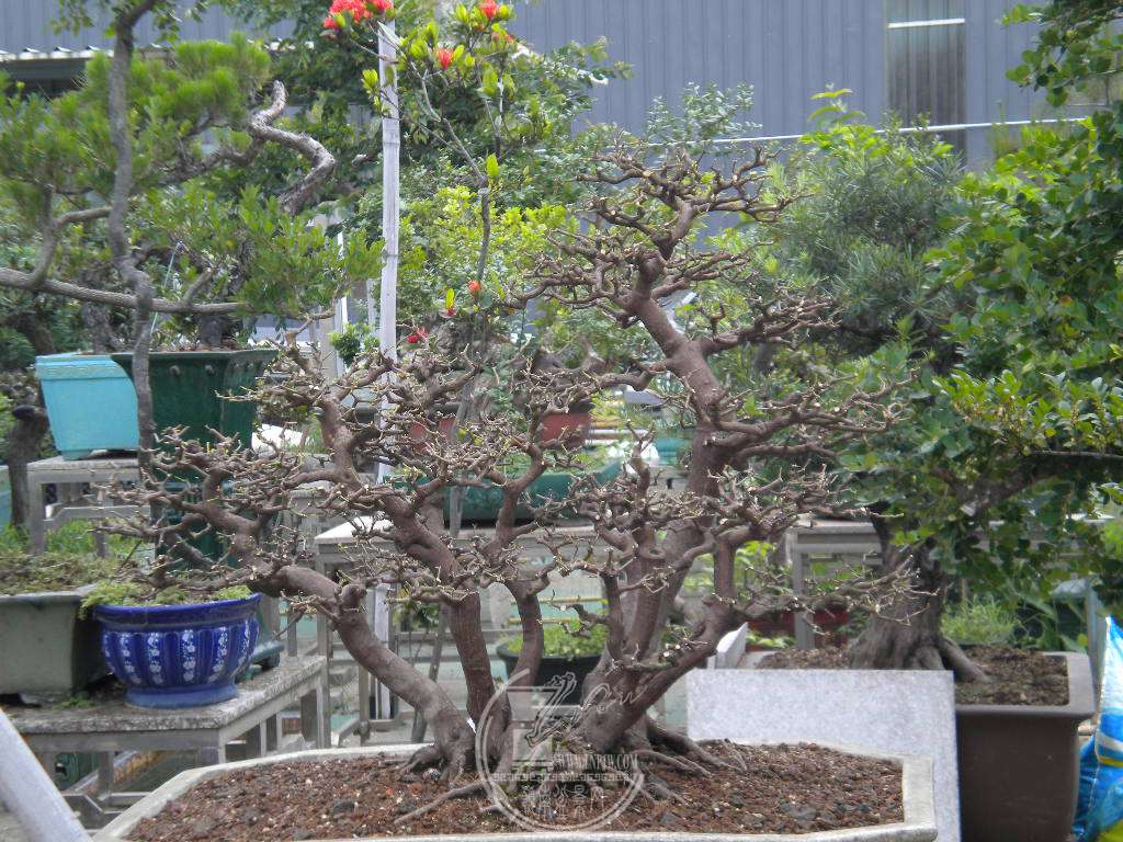 DSCN9174.JPG