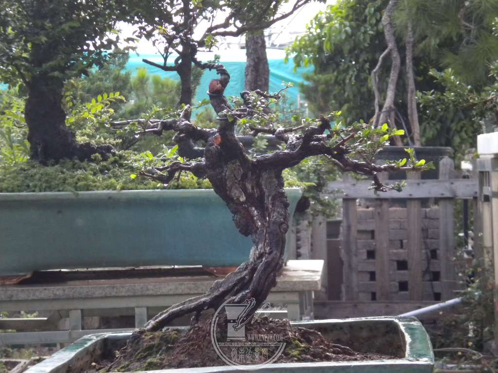 DSCN9360.JPG