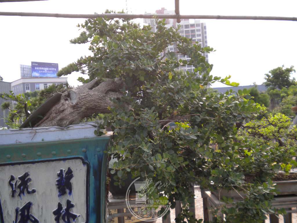 DSCN9363.JPG