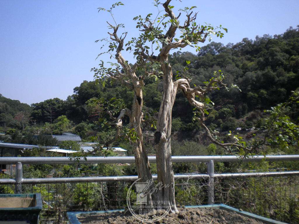 DSCN8915.JPG