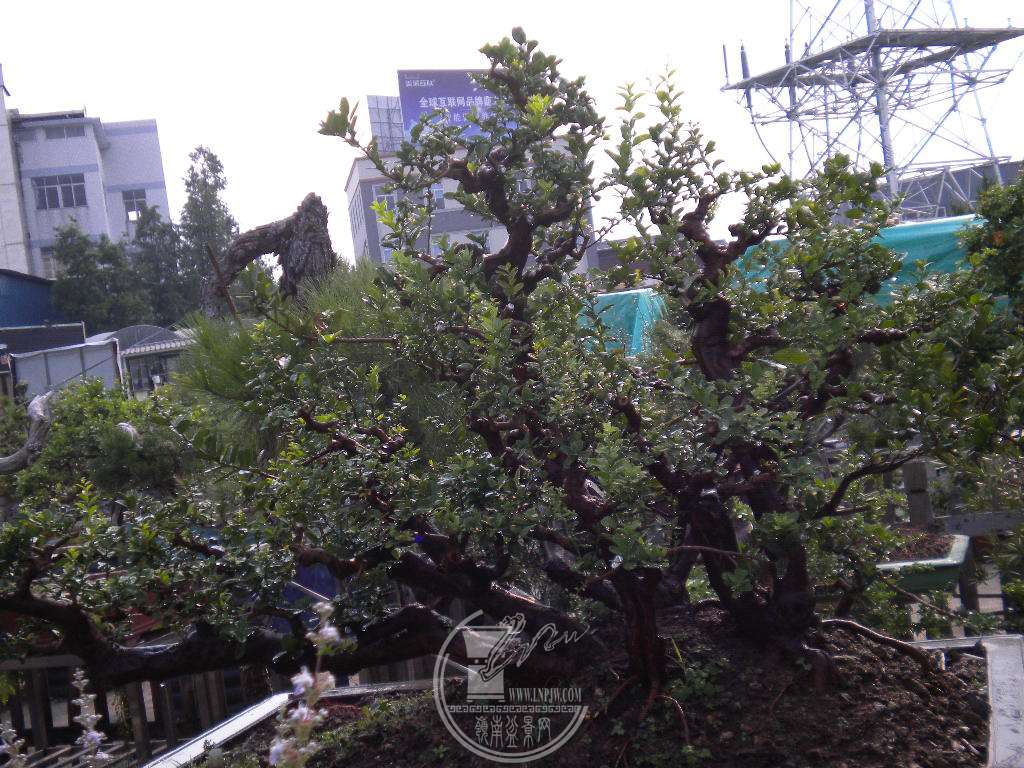 DSCN9362.JPG
