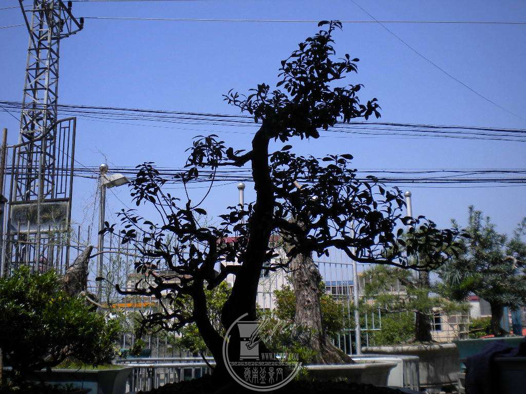 DSCN8911.JPG