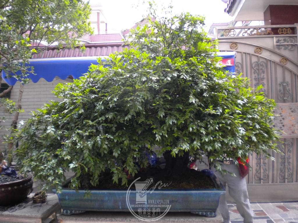 DSCN8982.JPG