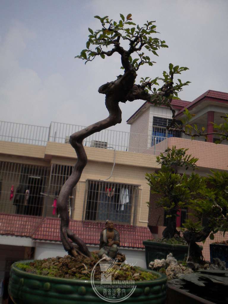 DSCN8990.JPG