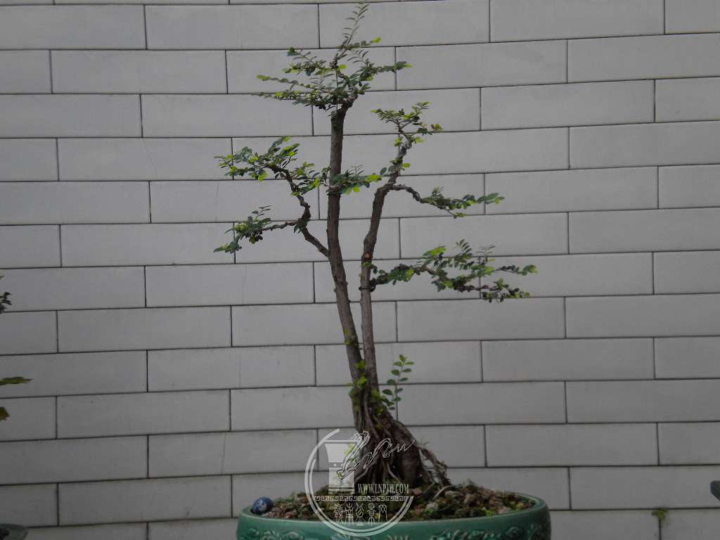 DSCN8978.JPG