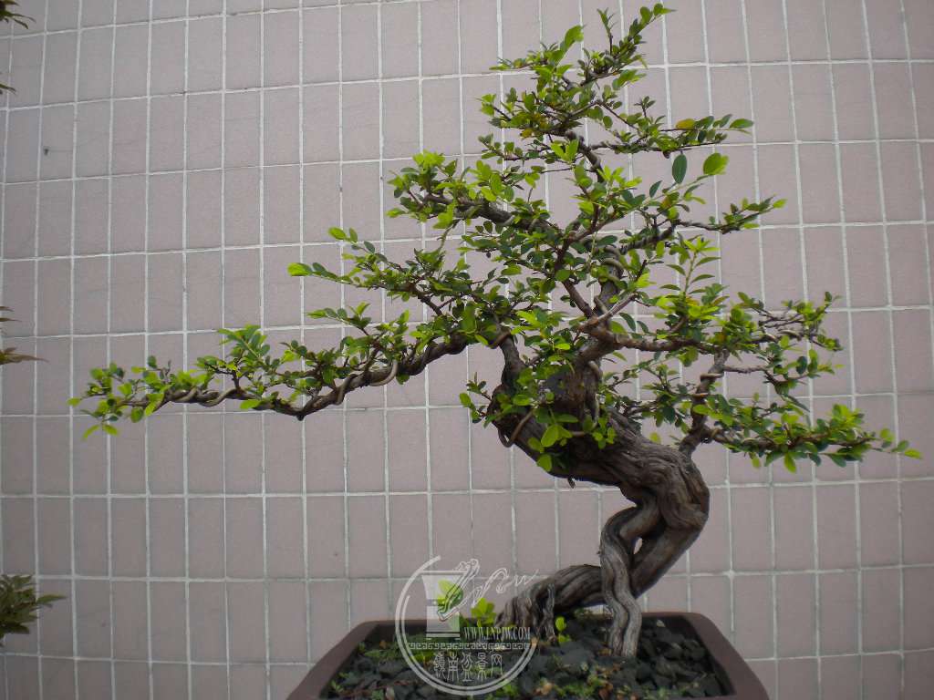 DSCN9003.JPG