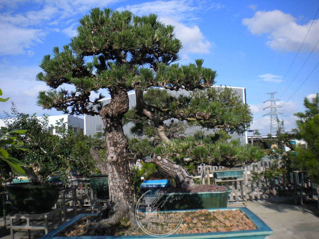 DSCN9194.JPG