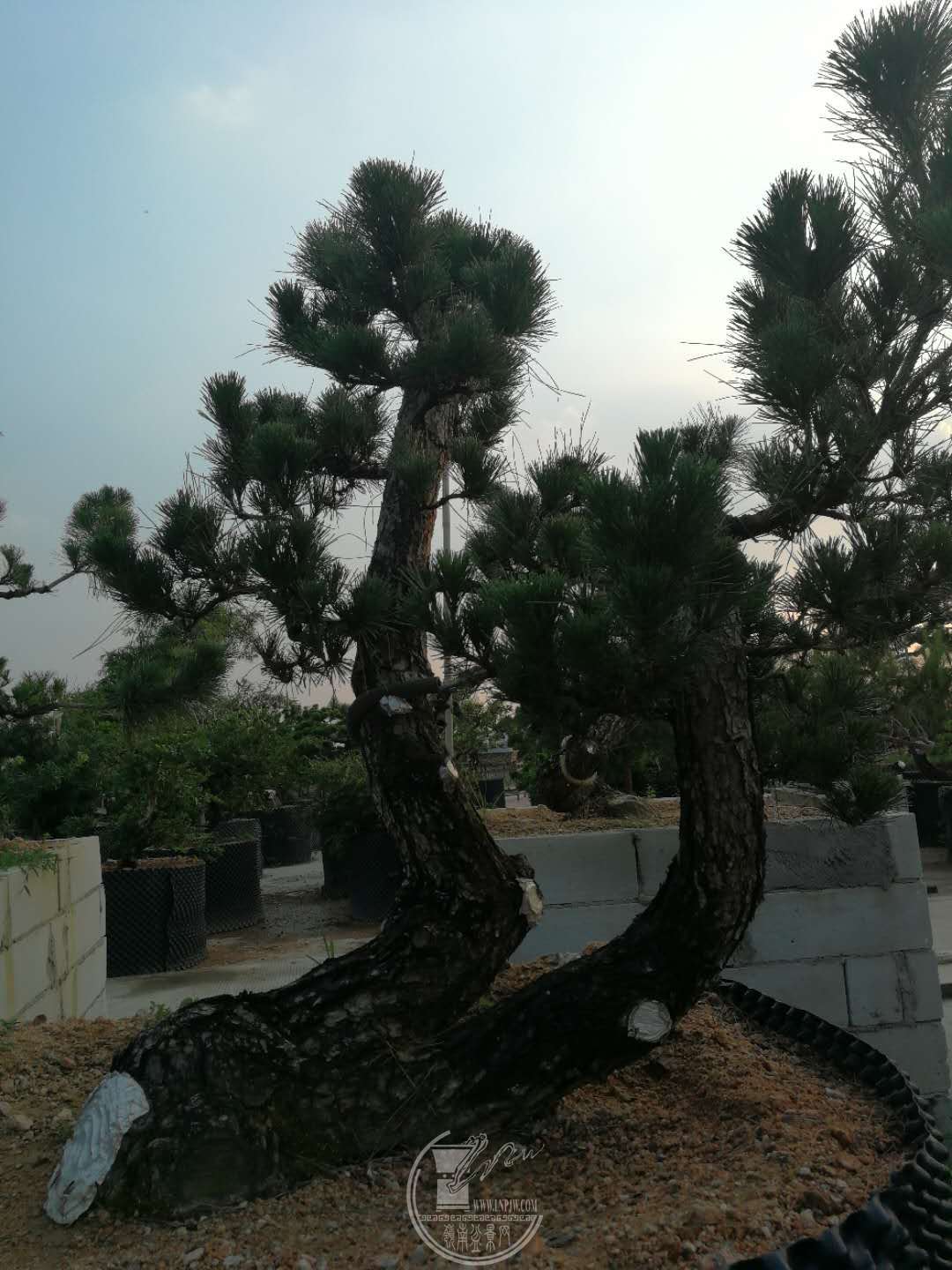 561399896037762531.jpg