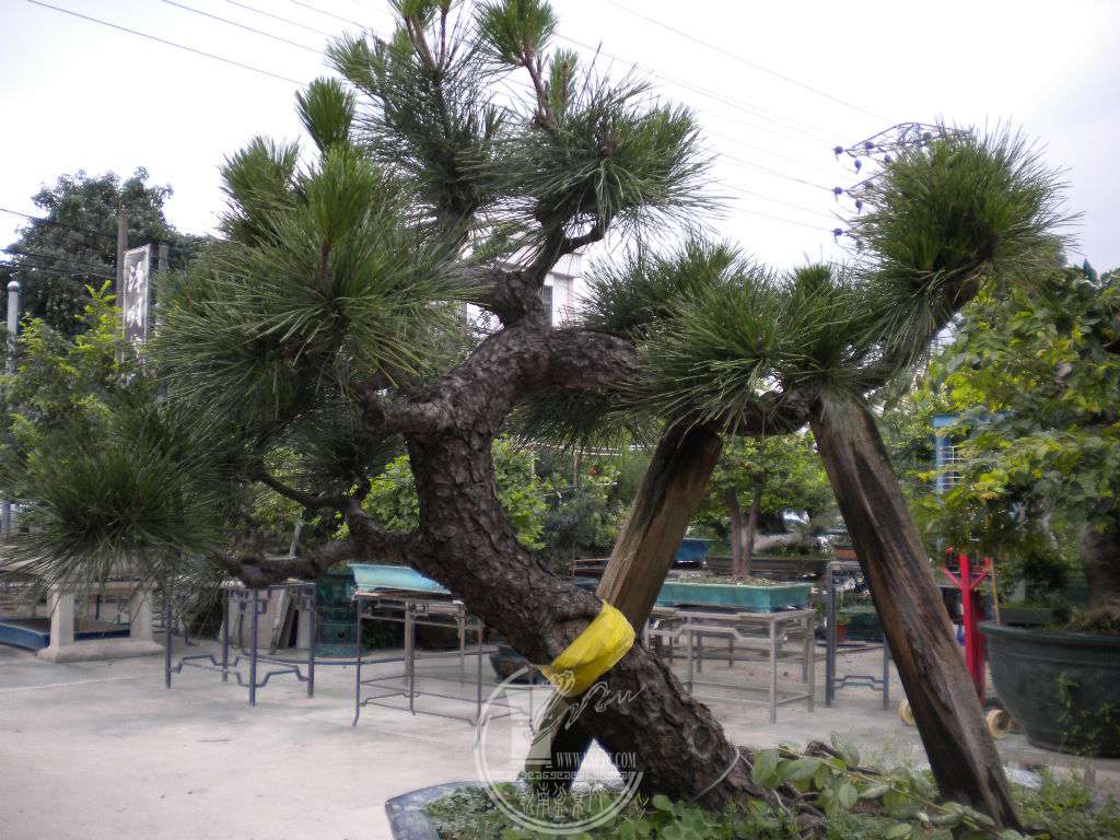 DSCN9386.JPG