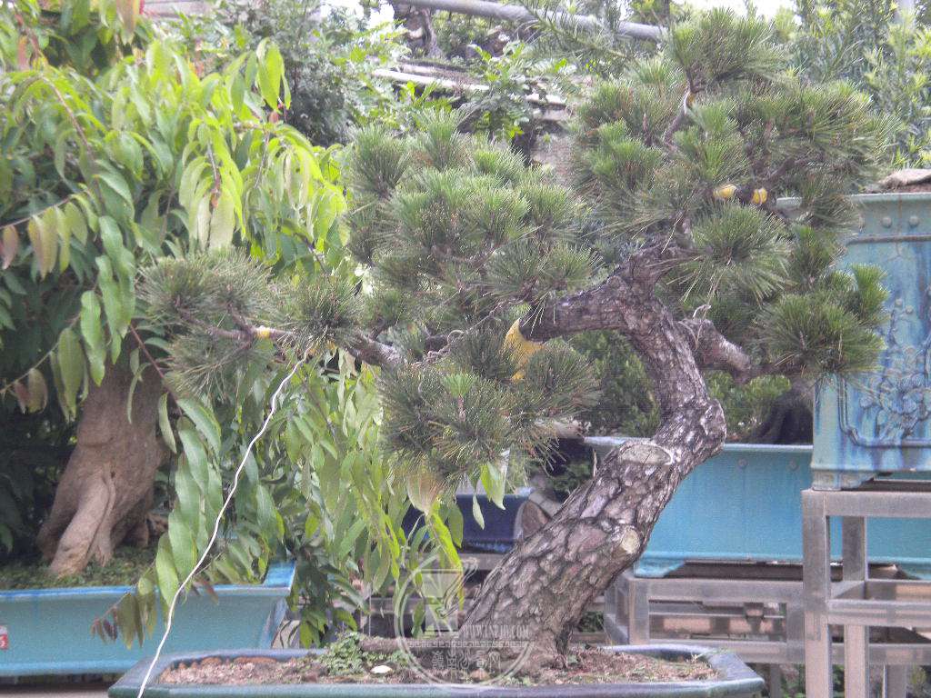 DSCN9382.JPG